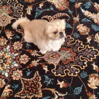 سگ پیکینیز امپریال اصل وارداتی نر|سگ|کرمان, |دیوار