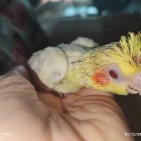 جوجه عروس لوتینو ۲عدد فوری|پرنده|مشهد, فارغ التحصیلان|دیوار