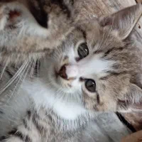 واگذار چند عدد بچه گربه