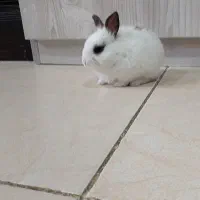 خرگوش|موش و خرگوش|اهواز, نادری|دیوار