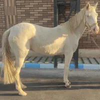 اسب مادیان آلبینو چشم آبی