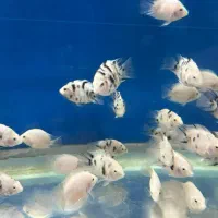 ماهیهای زینتی کاسپین (عمده و خرده)|ماهی|اردبیل, |دیوار