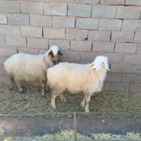 میش کاور چاق تبری