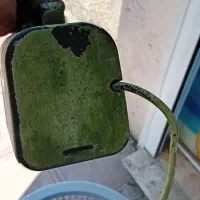 وان ماهی|ماهی|تالش, تالش|دیوار