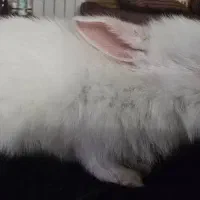 خرگوش