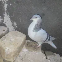 حیوون فروشی|پرنده|تربت‌حیدریه, آغوی|دیوار