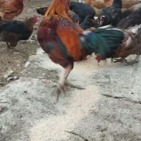 مرغ محلی|حیوانات مزرعه|بیستون, |دیوار