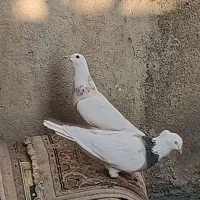 طوقی صحرایی طوقی زرد خالدار|پرنده|همدان, |دیوار