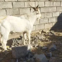 نر بز سانان به شرط اصالت یک ساله چووش|حیوانات مزرعه|سبزوار, صالح آباد|دیوار