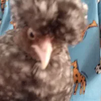 جوجه واگذاری