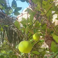 مغازه تجاری رهن کامل