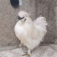 خروس ابریشمی کوپال گوشواره آبی شش انگشت