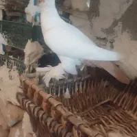 کبوتر هلمت (کله دمبی)