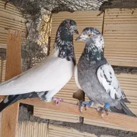 کفتر نر ماده    جفت آماده     ۷جفت|پرنده|کاشان, کارگر|دیوار