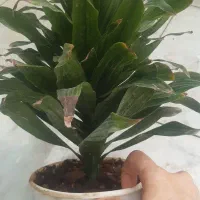 گل و گلدان