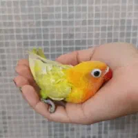 طوطی برزیلی|پرنده|تهران, طرشت|دیوار