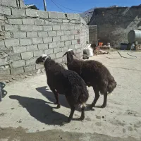 بره|حیوانات مزرعه|خرم‌آباد, |دیوار