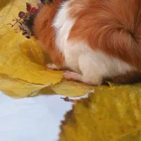 خکچه|موش و خرگوش|تهران, مسعودیه|دیوار