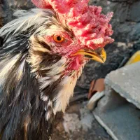 خروس گلین و مرغ لاری