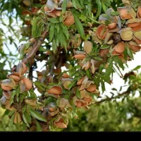 تولید نهال دیمی بادام دیرگل