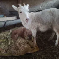 بزسانن نر و ماده جوان