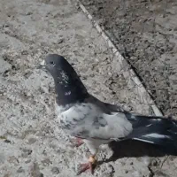 کله سبز پاکستانی