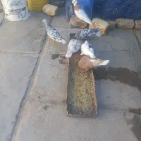 کفتر بهبهونی و پلاکی|پرنده|سیدان, |دیوار