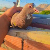 ماده