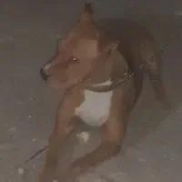 واگذاری سگ پیت بول ماده حامله قیمت توافقی|سگ|کرمان, |دیوار