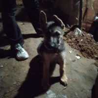 توله ژرمن|سگ|لاهیجان, گلستان|دیوار