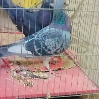 کبوتر زاغ آبادانی و پلاکی|پرنده|جیرفت, |دیوار