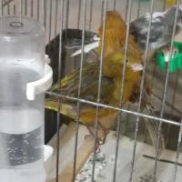 قناری ماده|پرنده|ایلام, |دیوار