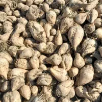 چغندر|عمده‌فروشی|اصفهان, نقش جهان|دیوار