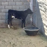 گوساله ماده