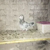 پرنده فروشی|پرنده|چناران, |دیوار