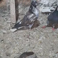 کبوتر