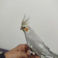 عروس سالم|پرنده|ملایر, |دیوار