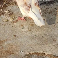 گمشده|حیوانات|پارس‌آباد, |دیوار