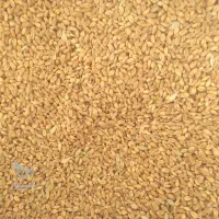 بذر گندم آبی پیشگام اصلاح شده و بسیار تمیز|عمده‌فروشی|تویسرکان, |دیوار