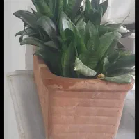 سانسوریا پا کوتاه پر از پاجوش