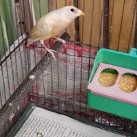 فنچ گلدین|پرنده|کرج, حیدرآباد|دیوار