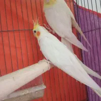 عروس هلندی لوتینو مولد