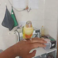 فروش گرینچیک فول رام و دستی