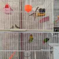 کتوله-عروس-فنج-مرغ عشق 100تومن|پرنده|نیشابور, خیام|دیوار