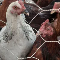 فروش خروس|حیوانات مزرعه|هشتگرد, هیو|دیوار