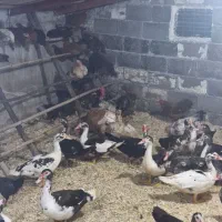 مرغ و خروس،اردک اسرائیلی ،بوقلمون کاج لاوسون|حیوانات مزرعه|چالوس, |دیوار