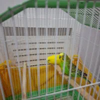 مرغ عشق نر وماده همراه با قفس|پرنده|لنجان, |دیوار