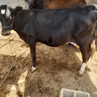 گوساله ماده