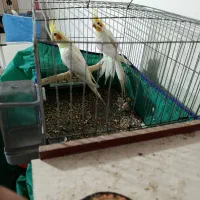 جوجه عروس پاریس