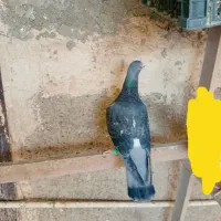 غریب گیری|پرنده|پاکدشت, حصار امیر|دیوار